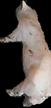 Crop
