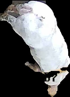 Crop