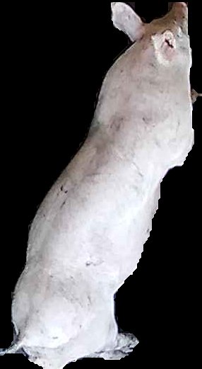 Crop