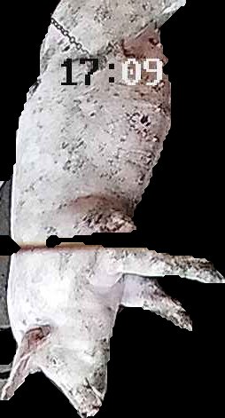 Crop
