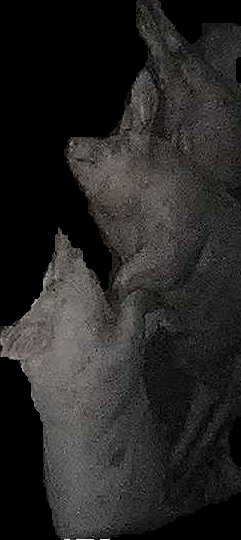 Crop