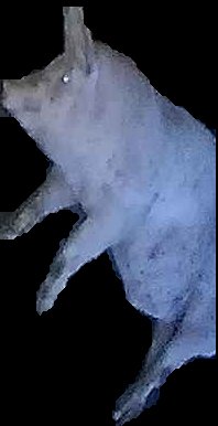 Crop