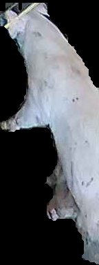 Crop