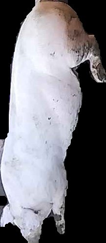 Crop
