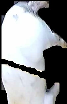 Crop