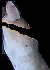 Crop