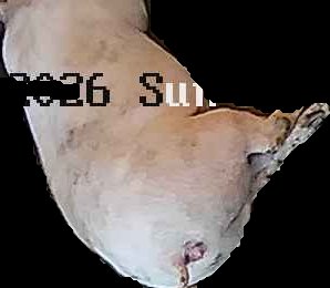 Crop