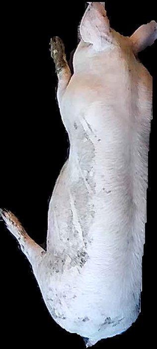 Crop