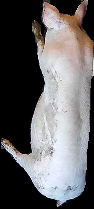Crop