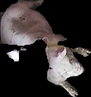 Crop