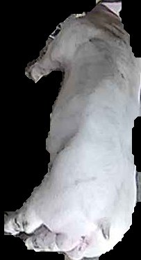 Crop