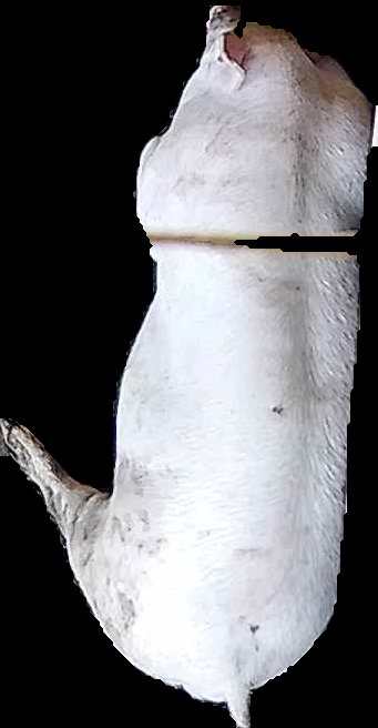 Crop