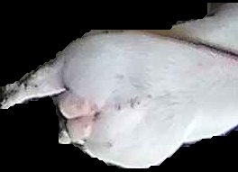 Crop