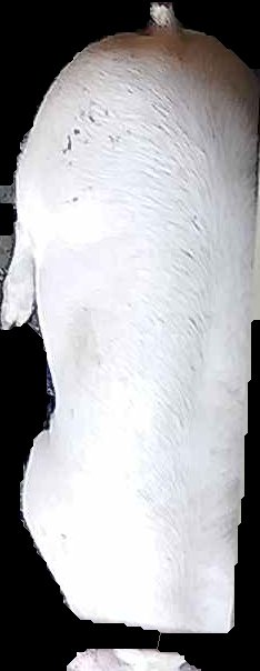 Crop