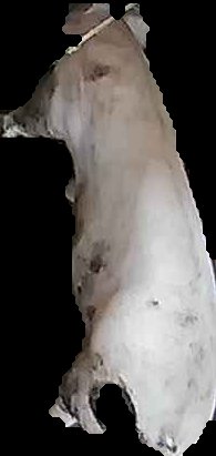 Crop