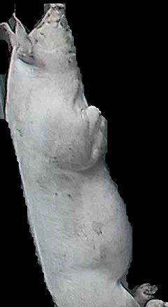 Crop