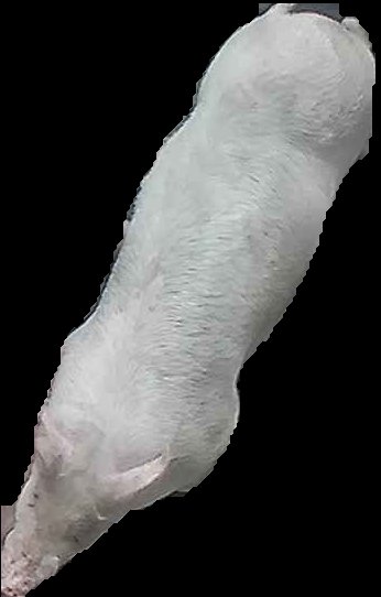 Crop