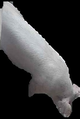 Crop
