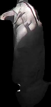 Crop