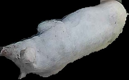 Crop