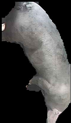 Crop