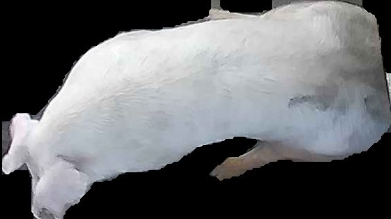 Crop