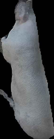 Crop