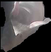 Crop
