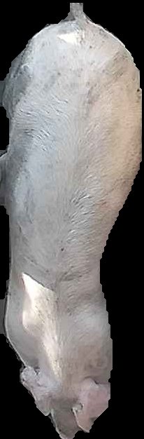 Crop