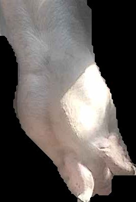 Crop