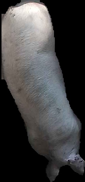 Crop