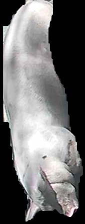Crop