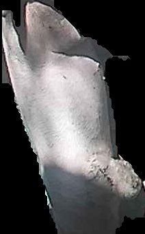 Crop
