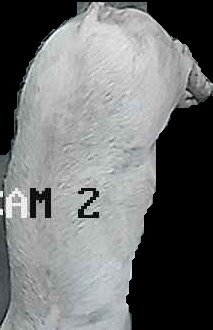 Crop