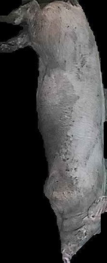 Crop