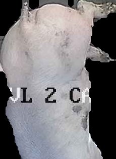 Crop