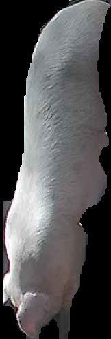 Crop