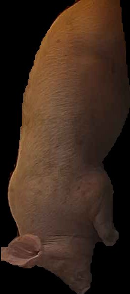 Crop