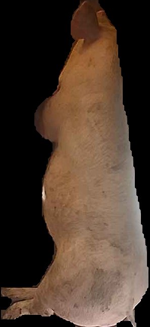 Crop