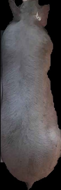Crop