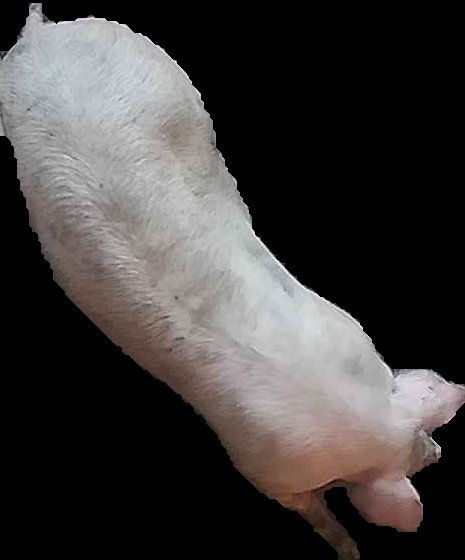 Crop