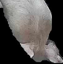 Crop
