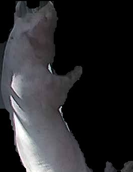 Crop