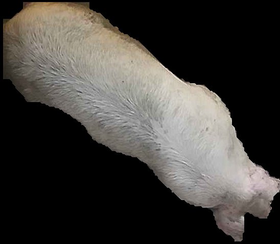 Crop