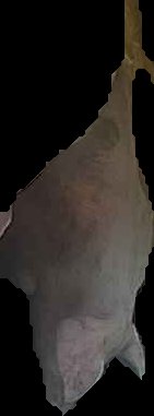 Crop