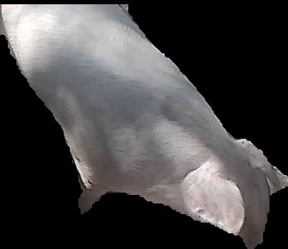 Crop