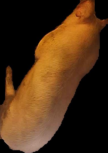 Crop