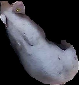 Crop