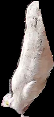 Crop