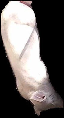 Crop